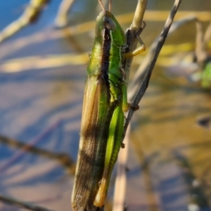 Bermius brachycerus at QPRC LGA - 24 Mar 2024