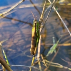 Bermius brachycerus at QPRC LGA - 24 Mar 2024