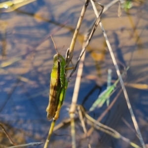 Bermius brachycerus at QPRC LGA - 24 Mar 2024