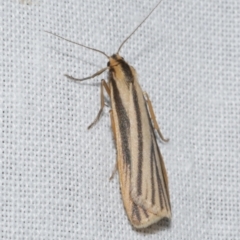 Phaeophlebosia furcifera (Forked Footman) at Freshwater Creek, VIC - 11 Feb 2024 by WendyEM