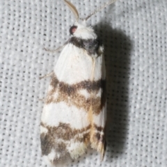 Thallarcha albicollis (Crossed Footman) at Freshwater Creek, VIC - 11 Feb 2024 by WendyEM