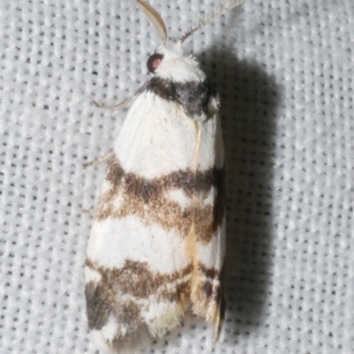 Thallarcha albicollis (Crossed Footman) at Freshwater Creek, VIC - 11 Feb 2024 by WendyEM