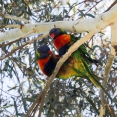 Trichoglossus moluccanus (Rainbow Lorikeet) at Higgins, ACT - 21 Jan 2024 by AlisonMilton