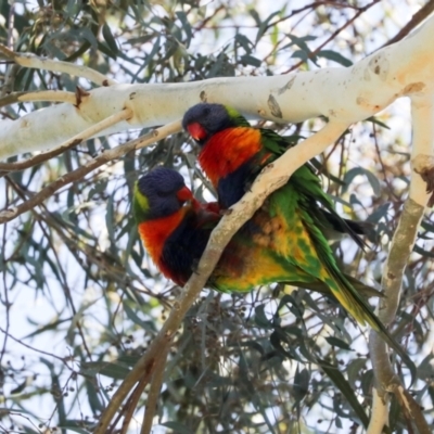 Trichoglossus moluccanus (Rainbow Lorikeet) at Higgins, ACT - 22 Jan 2024 by AlisonMilton