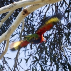 Trichoglossus moluccanus at Higgins, ACT - 22 Jan 2024