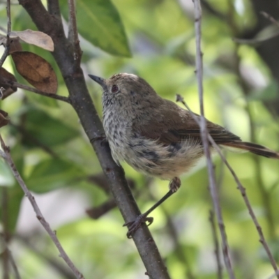 Acanthiza pusilla (Brown Thornbill) at Higgins, ACT - 4 Feb 2024 by AlisonMilton