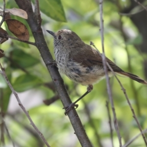 Acanthiza pusilla at Higgins, ACT - 4 Feb 2024 11:54 AM