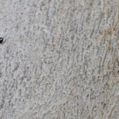 Crematogaster sp. (genus) (Acrobat ant, Cocktail ant) at Higgins, ACT - 2 Jan 2024 by AlisonMilton