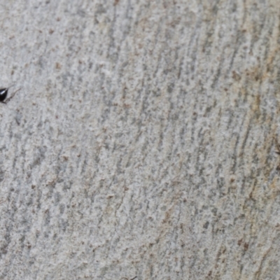 Crematogaster sp. (genus) (Acrobat ant, Cocktail ant) at Higgins, ACT - 2 Jan 2024 by AlisonMilton