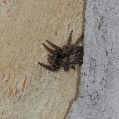 Servaea incana (Hoary Servaea) at Scullin, ACT - 2 Jan 2024 by AlisonMilton