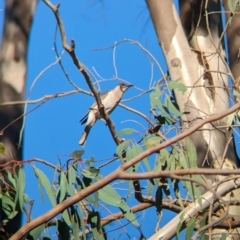 Philemon citreogularis (Little Friarbird) at Wilby, VIC - 24 Mar 2024 by Darcy