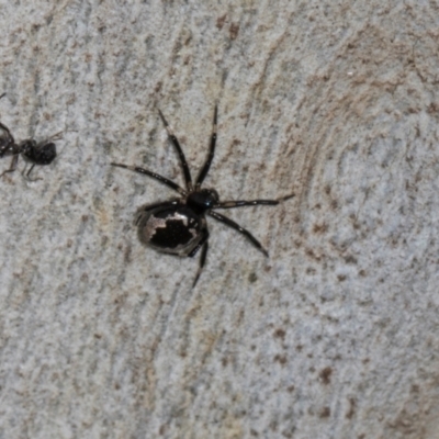 Euryopis splendens (Splendid tick spider) at Higgins, ACT - 2 Jan 2024 by AlisonMilton
