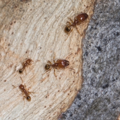 Pheidole sp. (genus) (Seed-harvesting ant) at Higgins, ACT - 2 Jan 2024 by AlisonMilton