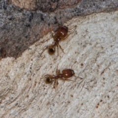 Pheidole sp. (genus) at Higgins, ACT - 3 Jan 2024 08:47 AM