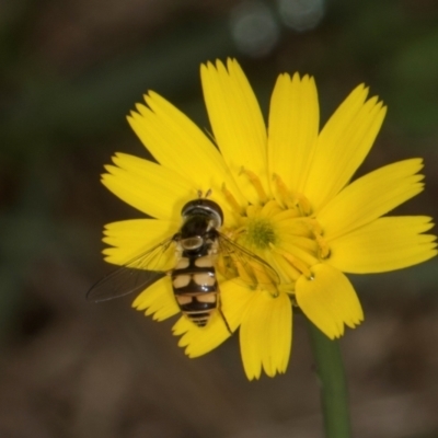 Simosyrphus grandicornis (Common hover fly) at Scullin, ACT - 2 Jan 2024 by AlisonMilton