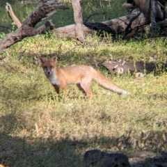 Vulpes vulpes (Red Fox) at Wilby, VIC - 24 Mar 2024 by Darcy