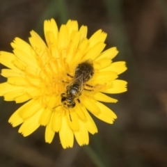 Lasioglossum (Chilalictus) sp. (genus & subgenus) (Halictid bee) at Higgins, ACT - 2 Jan 2024 by AlisonMilton