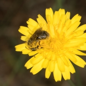 Lasioglossum (Chilalictus) sp. (genus & subgenus) at Higgins, ACT - 3 Jan 2024