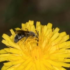 Lasioglossum (Chilalictus) sp. (genus & subgenus) at Higgins, ACT - 3 Jan 2024