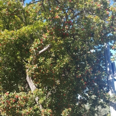 Crataegus ‘Smithiana" (Red Mexican Hawthorn) at Braddon, ACT - 23 Mar 2024 by MAX