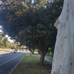 Crataegus 'Smithiana' at City Renewal Authority Area - 24 Mar 2024 10:42 AM