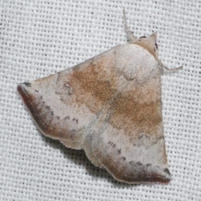 Mataeomera mesotaenia (Large Scale Moth) at Freshwater Creek, VIC - 11 Feb 2024 by WendyEM