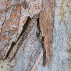 Conoeca guildingi (A case moth) at Scullin, ACT - 3 Jan 2024 by AlisonMilton