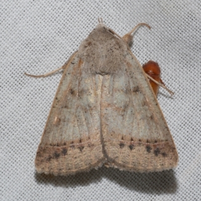 Pantydia sparsa (Noctuid Moth) at Freshwater Creek, VIC - 11 Feb 2024 by WendyEM