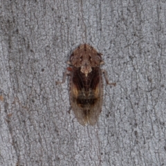 Stenocotis depressa (Leafhopper) at Scullin, ACT - 3 Jan 2024 by AlisonMilton