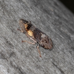 Stenocotis depressa at Scullin, ACT - 3 Jan 2024