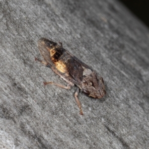 Stenocotis depressa at Scullin, ACT - 3 Jan 2024