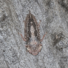 Stenocotis depressa at Scullin, ACT - 3 Jan 2024