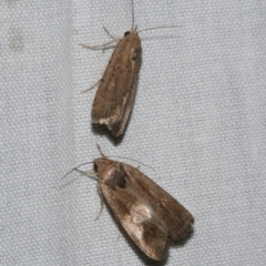 Athetis tenuis (Plain Tenuis Moth) at Freshwater Creek, VIC - 11 Feb 2024 by WendyEM