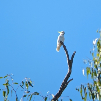 Cacatua galerita (Sulphur-crested Cockatoo) at Wilby, VIC - 24 Mar 2024 by Darcy