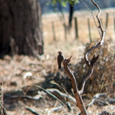 Climacteris picumnus (Brown Treecreeper) at Wilby, VIC - 23 Mar 2024 by Darcy