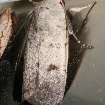 Proteuxoa tibiata (Horseshoe Noctuid) at Freshwater Creek, VIC - 11 Feb 2024 by WendyEM