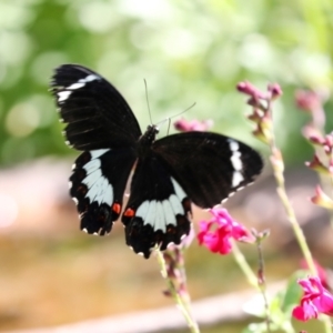 Papilio aegeus at Higgins, ACT - 22 Jan 2024