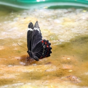 Papilio aegeus at Higgins, ACT - 22 Jan 2024 10:19 AM