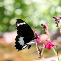 Papilio aegeus at Higgins, ACT - 22 Jan 2024