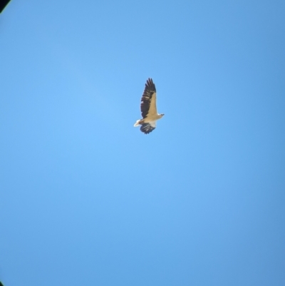 Haliaeetus leucogaster (White-bellied Sea-Eagle) at Burramine, VIC - 24 Mar 2024 by Darcy