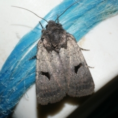 Thoracolopha sp. (6) (MoV, Part 9) (A Noctuid moth (Acronictinae)) at Freshwater Creek, VIC - 11 Feb 2024 by WendyEM