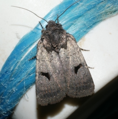 Thoracolopha sp. (6) (MoV, Part 9) (A Noctuid moth (Acronictinae)) at Freshwater Creek, VIC - 11 Feb 2024 by WendyEM
