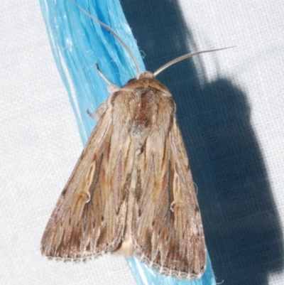 Persectania ewingii (Southern Armyworm) at Freshwater Creek, VIC - 11 Feb 2024 by WendyEM