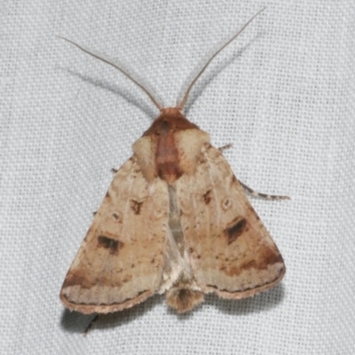 Agrotis porphyricollis (Variable Cutworm) at Freshwater Creek, VIC - 11 Feb 2024 by WendyEM