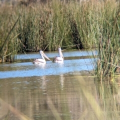 Pelecanus conspicillatus (Australian Pelican) at Burramine, VIC - 24 Mar 2024 by Darcy