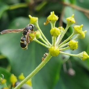 Eumeninae (subfamily) at QPRC LGA - suppressed