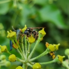 Eumeninae (subfamily) at QPRC LGA - suppressed