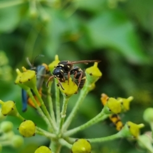 Eumeninae (subfamily) at QPRC LGA - suppressed