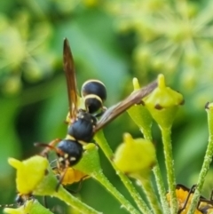 Eumeninae (subfamily) at QPRC LGA - 24 Mar 2024