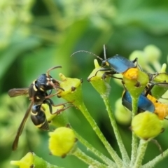 Eumeninae (subfamily) at QPRC LGA - 24 Mar 2024